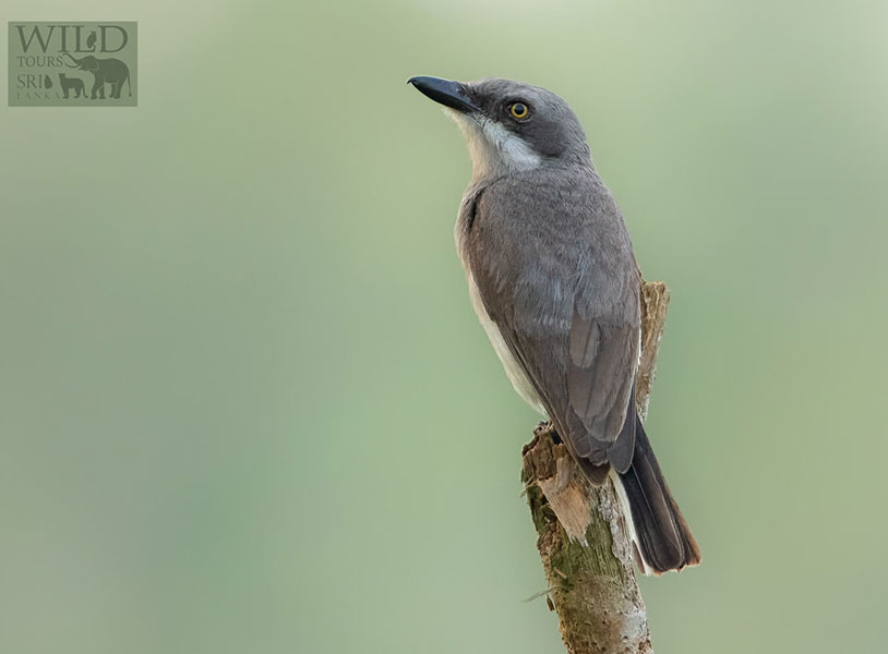 Sri Lanka Woodshrike (Tephrodornis affinis)