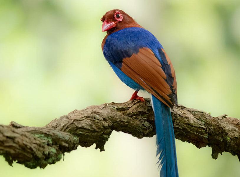 Sri Lanka blue magpie (Urocissa ornata)