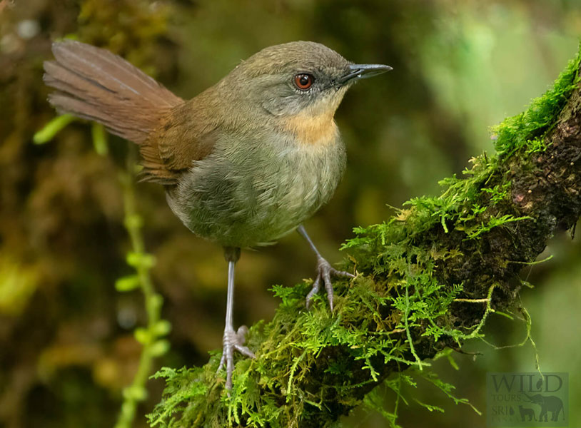 Sri Lanka bush warbler (Elaphrornis palliseri)