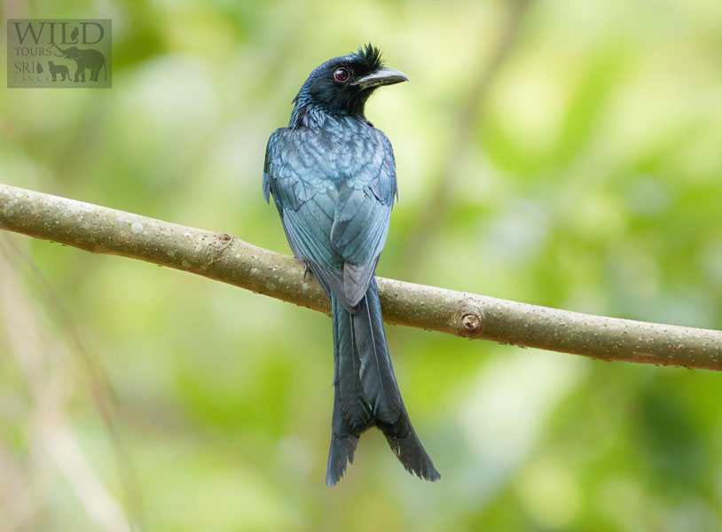 Sri Lanka drongo (Dicrurus lophorinus)