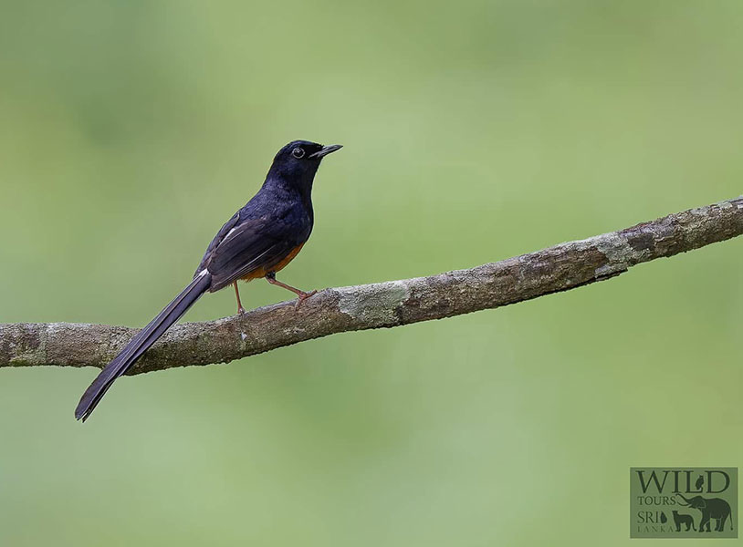 Sri Lankan Shama (Copsychus leggei)