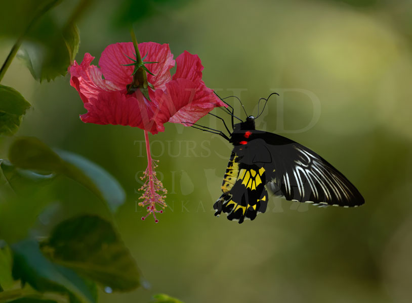 Sri Lankan Birdwing (Troides darsius)