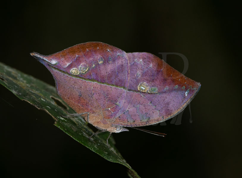 Sri Lankan Blue Oak Leaf (Kallima philarchus)