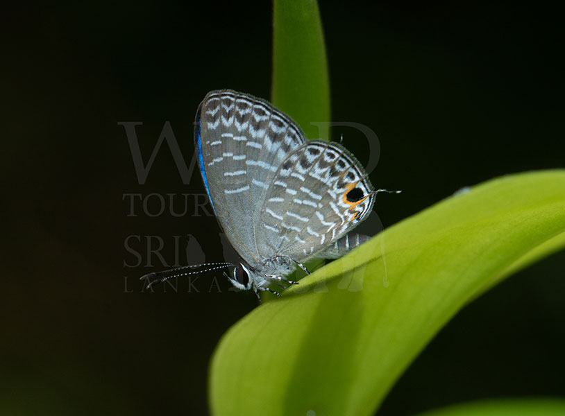 Sri Lankan Cerulean (Jamides coruscans)