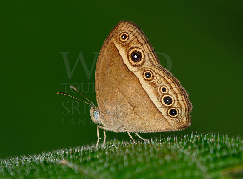 Sri Lankan Cingalese Bushbrown (Mycalesis rama)