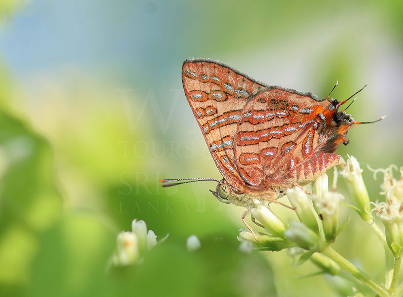 Sri Lankan Clouded Silverline (Spindasis nubilus)