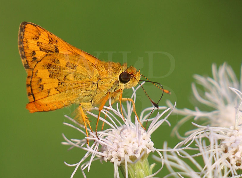 Sri Lankan Dart (Potanthus satra)