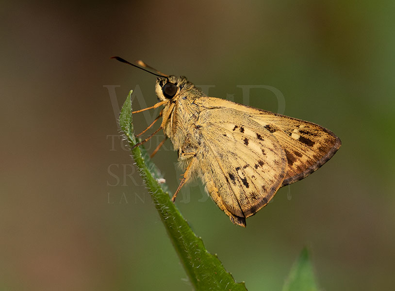 Sri Lankan Decorated Ace (Thoressa decorata)