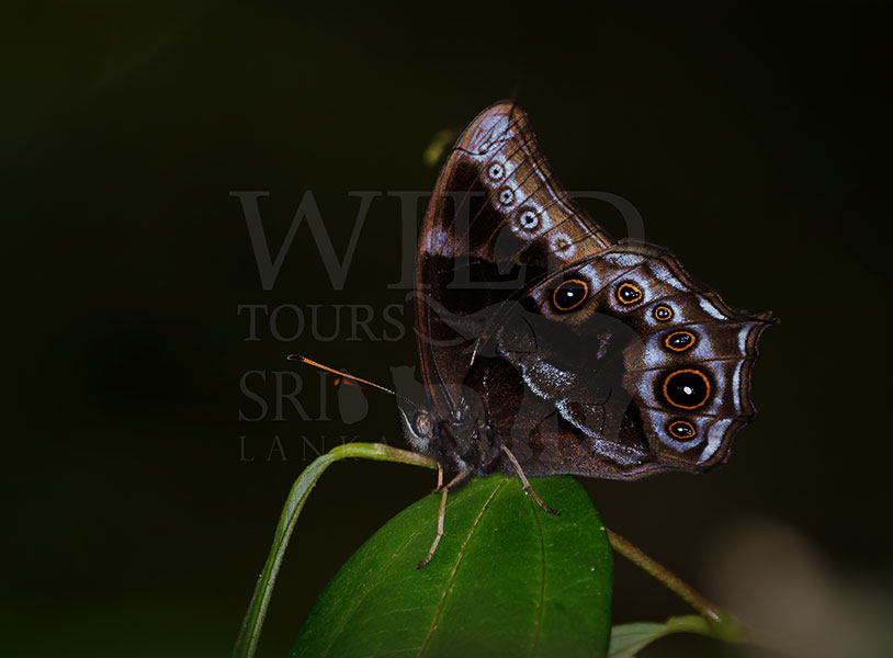 Sri Lankan Forester (Lethe dynsate)