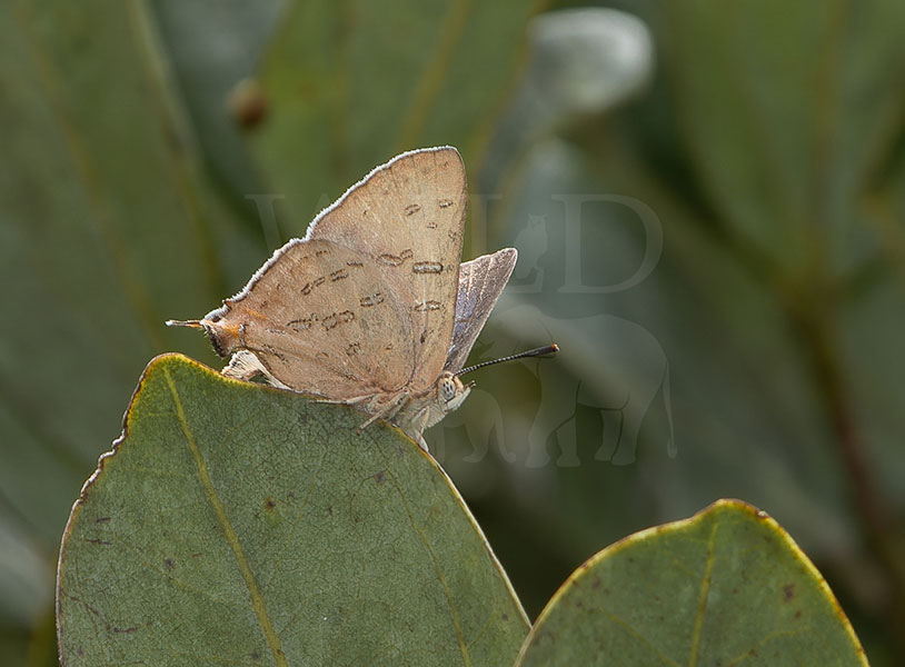 Sri Lankan Green's Silverline (Cigaritis greeni)