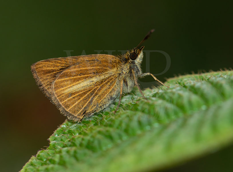 Sri Lankan Hedge Hopper (Baracus vittatus)
