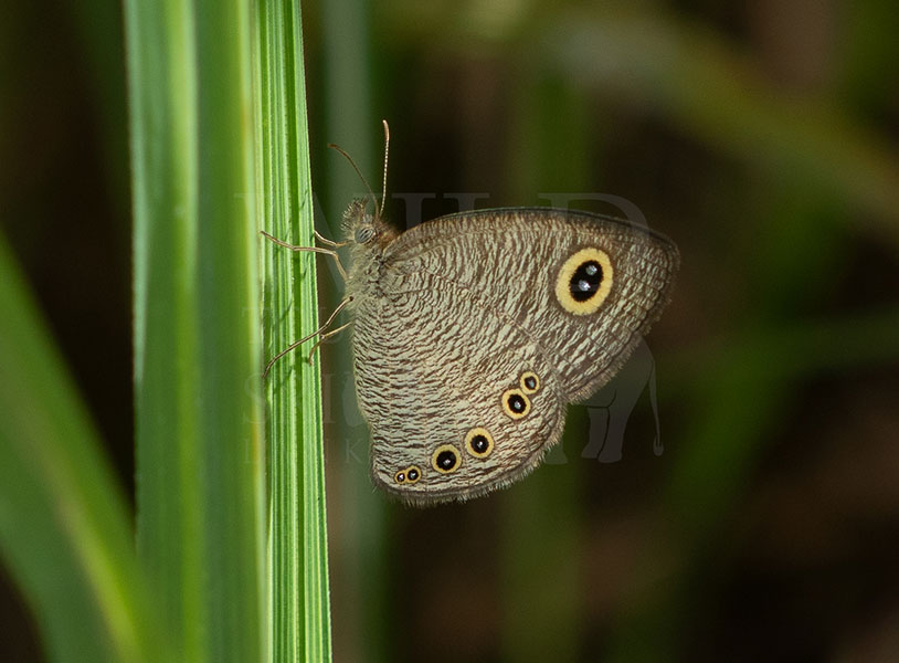 Sri Lankan Jewel Four-ring (Ypthima singala)