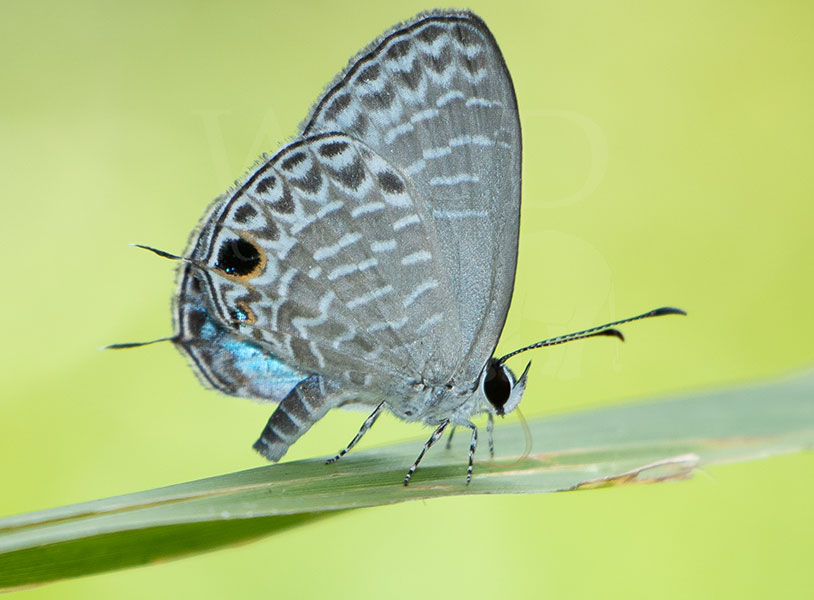 Sri Lankan Milky Cerulean (Jamides lacteata)