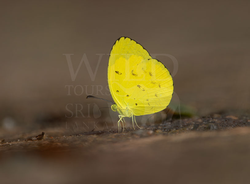 Sri Lankan One-Spot Grass Yellow (Eurema ormiston)i