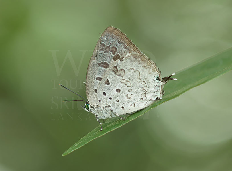 Sri Lankan Ormiston's Oakblue (Arhopala ormistoni)