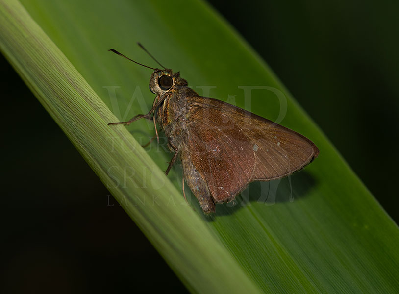 Sri Lankan Paint Brush Swift (Baoris penicillata)