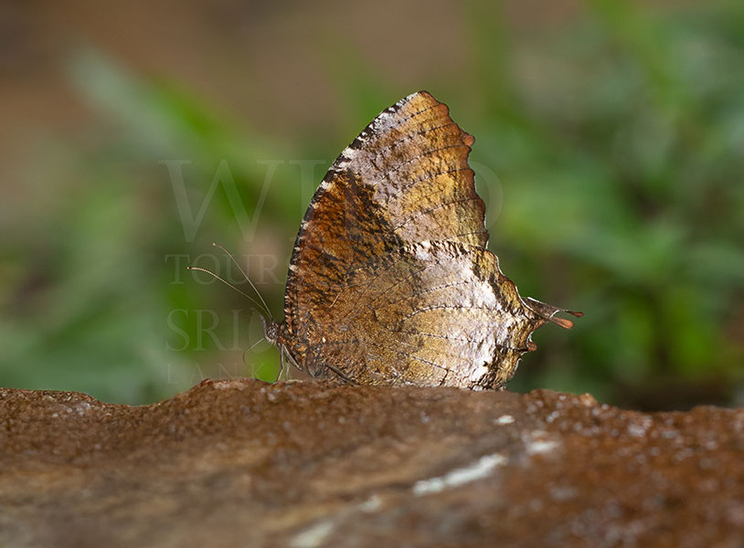 Sri Lankan Palmfly (Elymnias singhala)