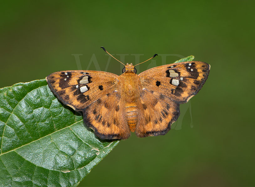 Sri Lankan Pied Flat (Coladenia tissa)