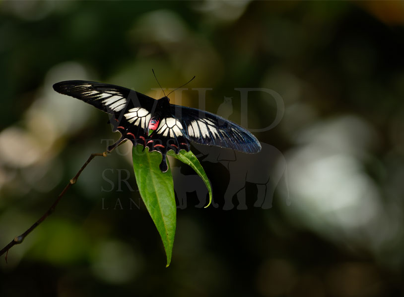 Sri Lankan Rose (Pachliopta jophon)