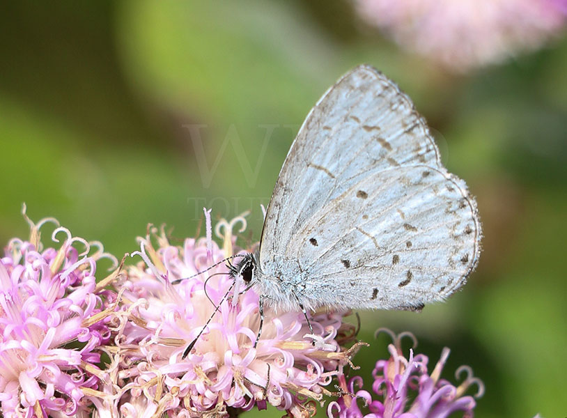 Sri Lankan Singalese Hedge Blue (Udara singalensis)