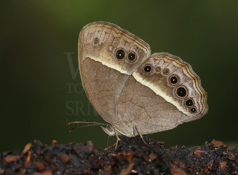 Sri Lankan Tamil Bushbrown (Mycalesis subdita)