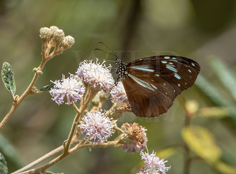 Sri Lankan Tiger (Parantica taprobana)