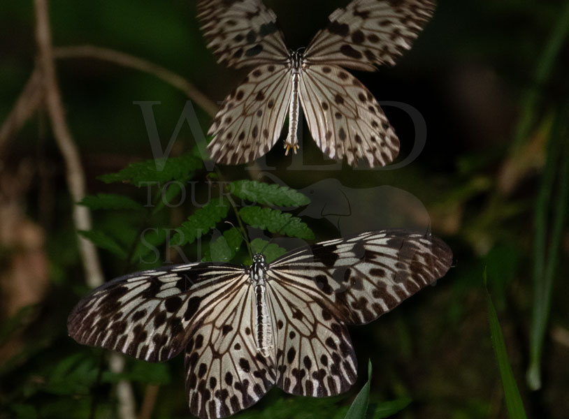 Sri Lankan Tree-Nymph (Idea iasonia)