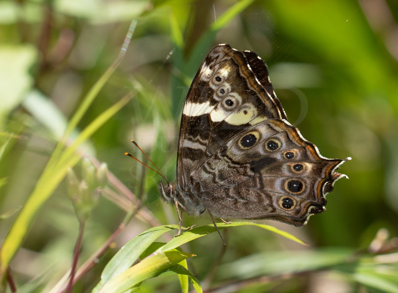 Sri Lankan Treebrown (Lethe daretis)