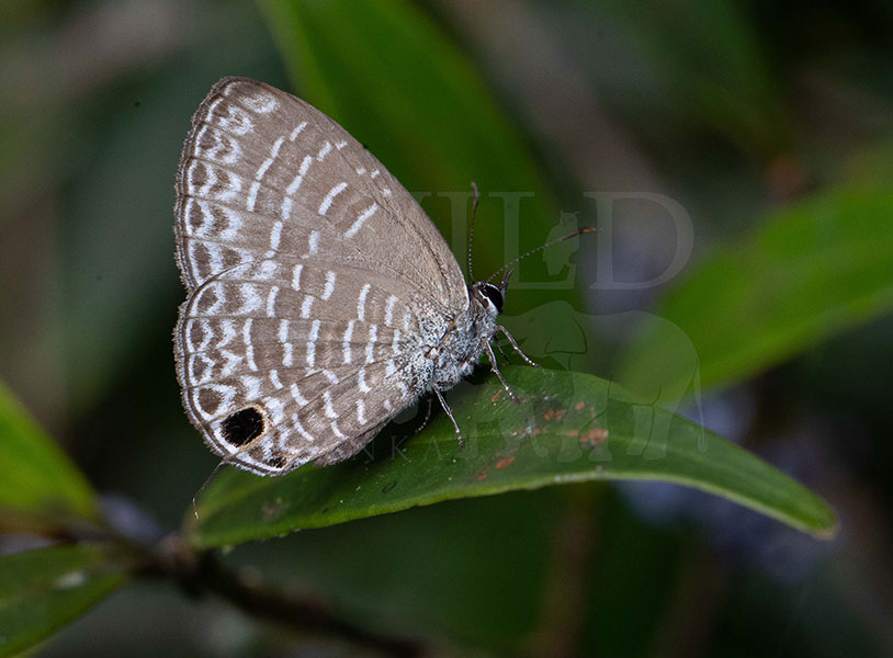 Sri Lankan Woodhouse's Four Lineblue (Nacaduba ollyetti)