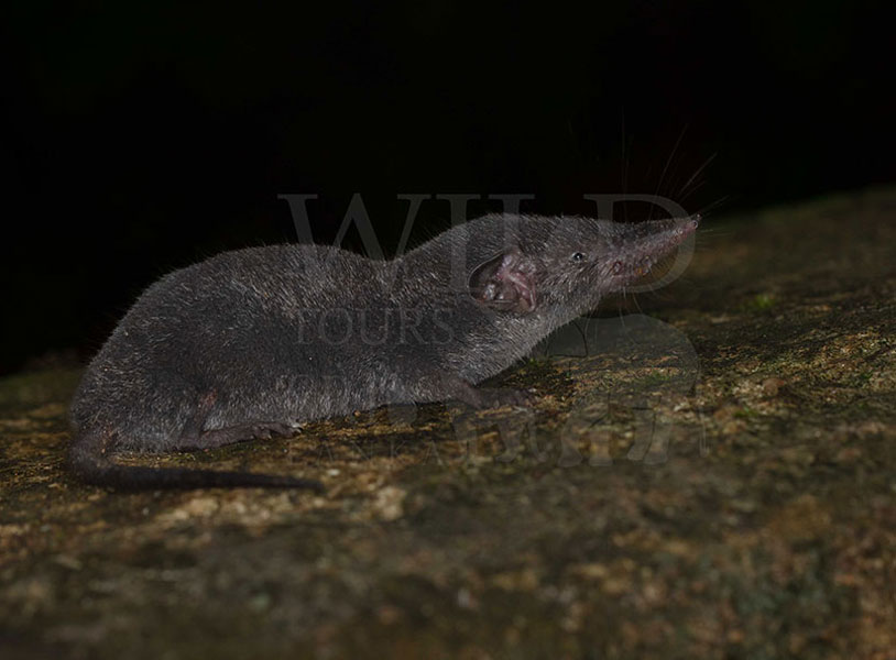 Sri Lankan shrew (Suncus fellowesgordoni)