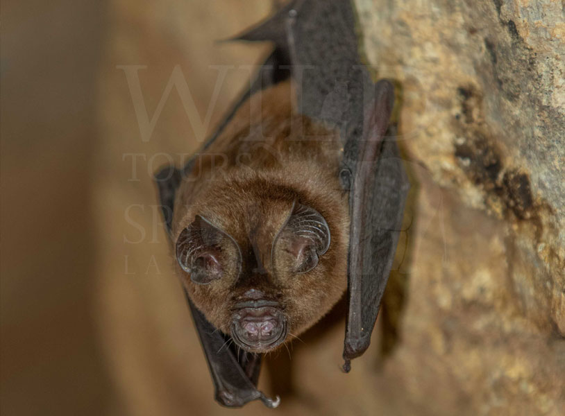 Sri lanka leaf nosed bat(Hipposideros srilankaensis)