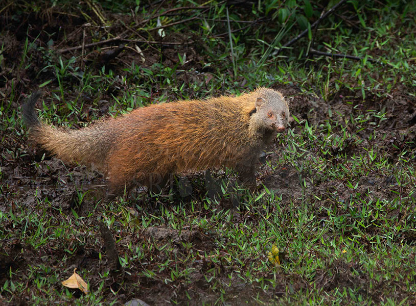 Stripe-necked mongoose (Urva vitticolla)
