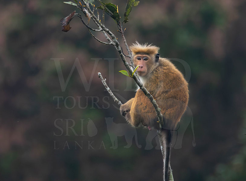 Toque macaque (Macaca sinica)