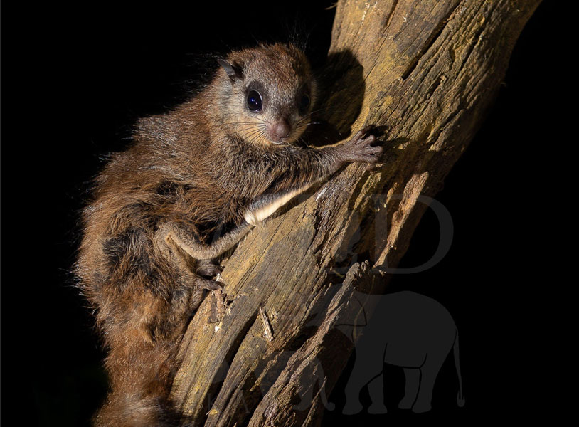 Travancore flying squirrel (Petinomys fuscocapillus)