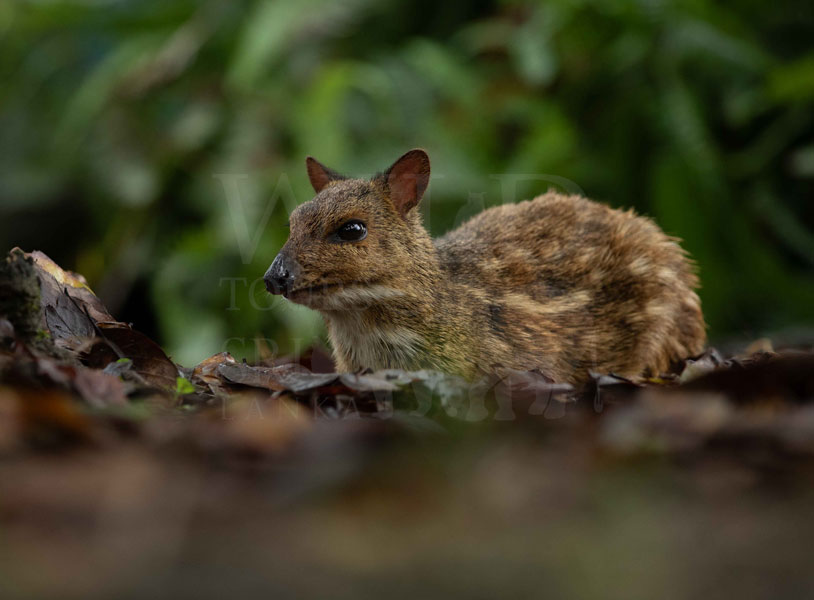 Yellow-striped chevrotain (Moschiola kathygre)