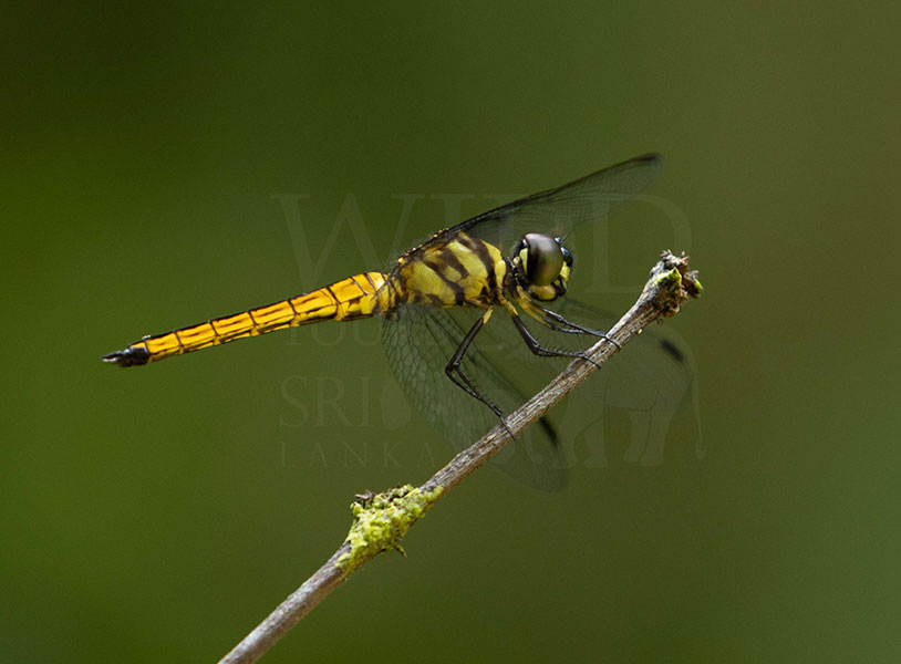 Vermilion Forester(Lyriothemis defonsekai)
