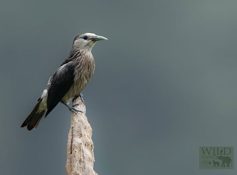 White-faced Starling (Sturnornis albofrontatus)