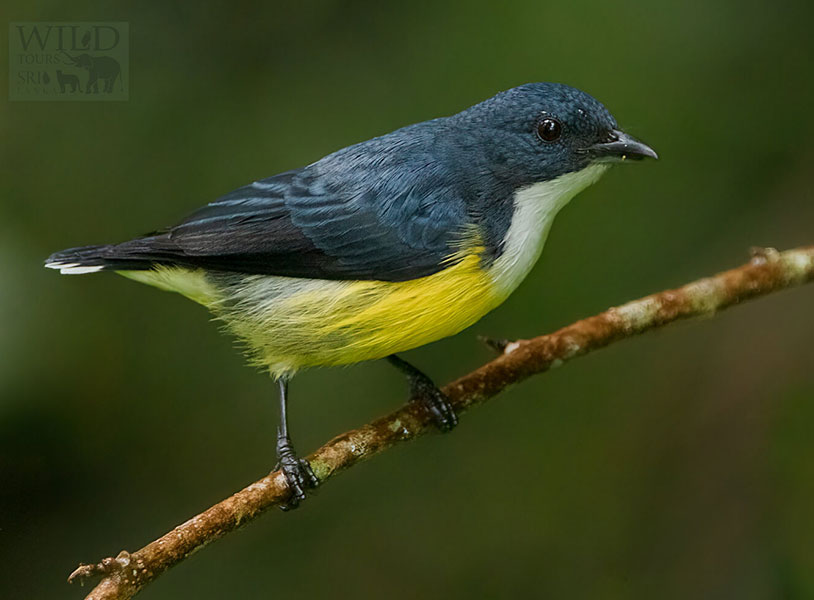 White-throated Flowerpecker (Dicaeum vincens)