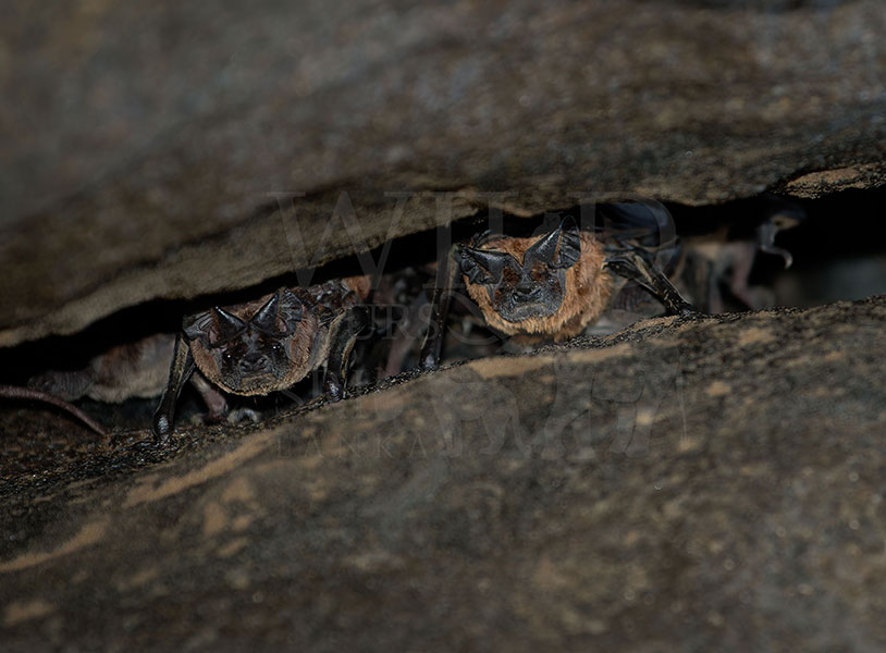 Wrinkled-lipped Free-tailed bat(Mops plicatus)