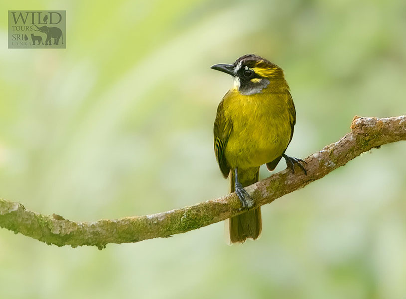 Yellow-eared Bulbul (Pycnonotus penicillatus)