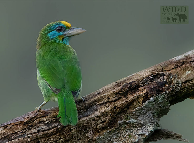 Yellow-fronted barbet (Psilopogon flavifrons)