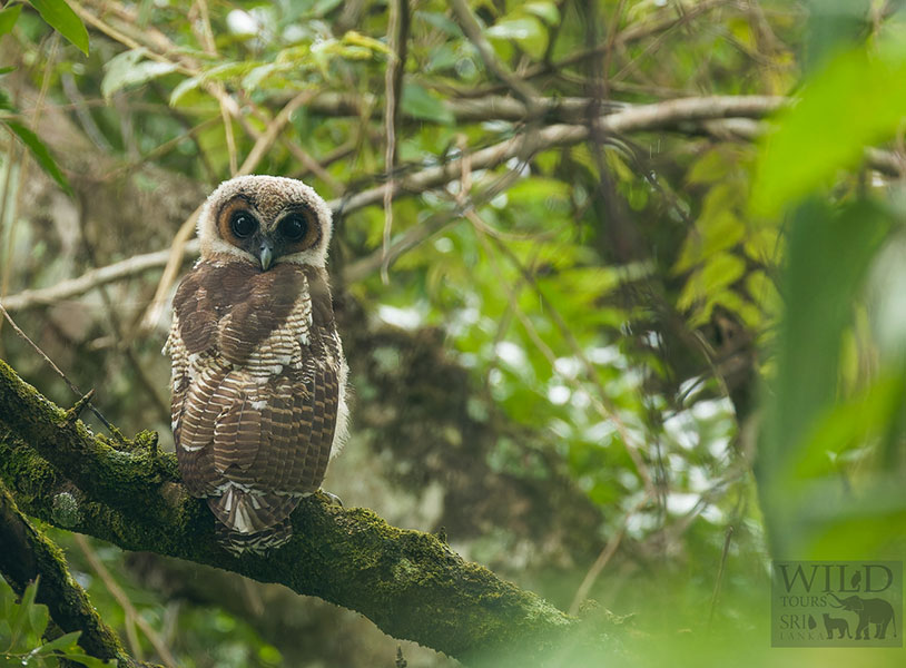 Brown wood owl (Strix leptogrammica)