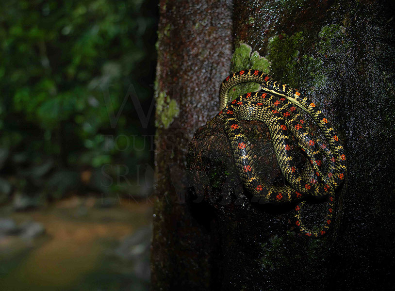 chrysopelea ornata (Ornate flying snake)