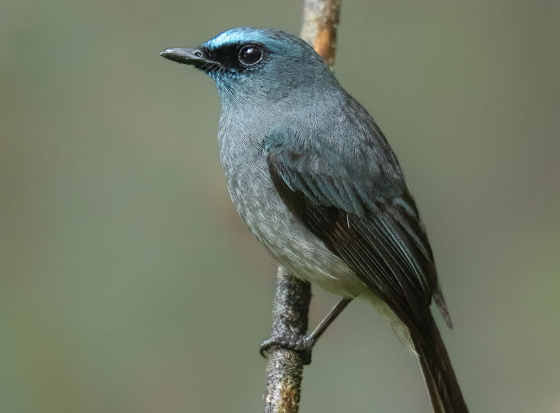 Dull-blue flycatcher (Eumyias sordidus)