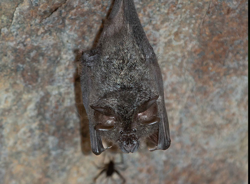 Lesser woolly horseshoe bat (Rhinolophus beddomei)