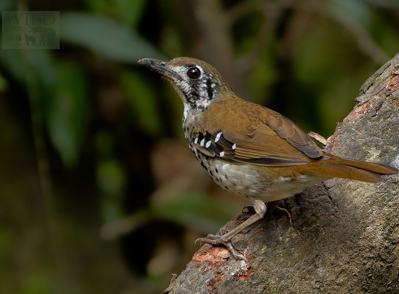 Spot-winged thrush (Geokichla spiloptera)