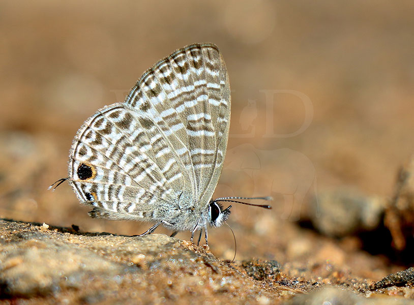 Sri Lankan Pale Six Lineblue (Nacaduba sinhala)
