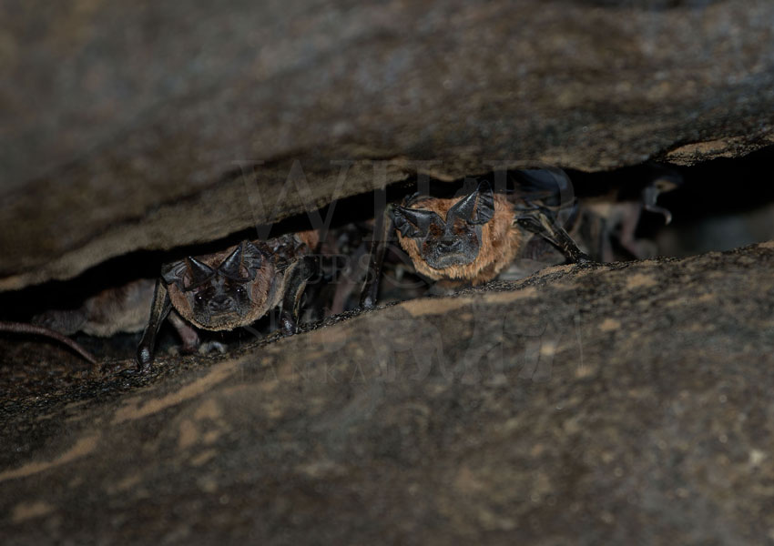 Chaerephon plicatus(Wrinkled-lipped Free-tailed bat)