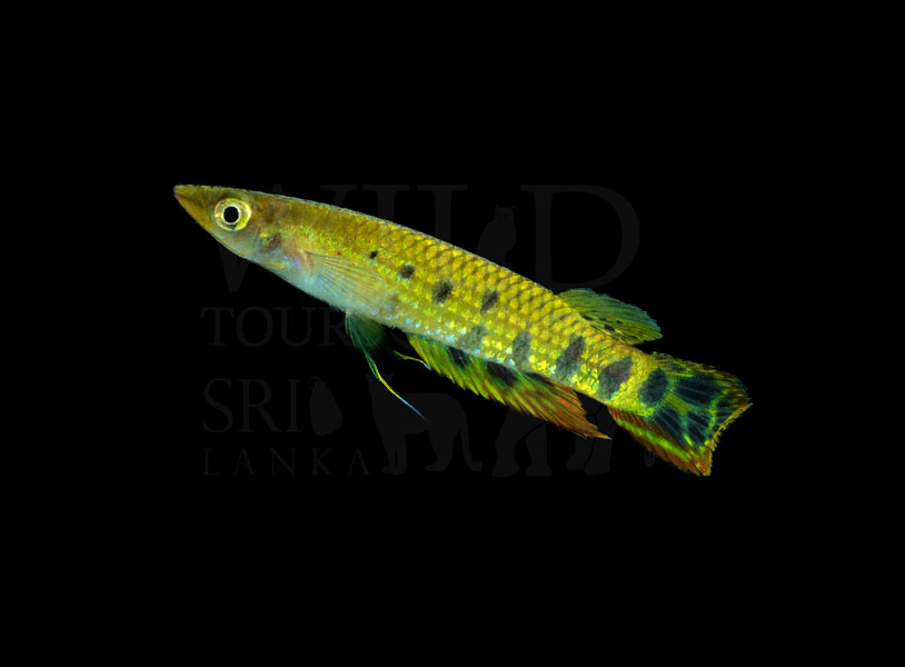 Aplocheilus werneri (Werner's lillifish)