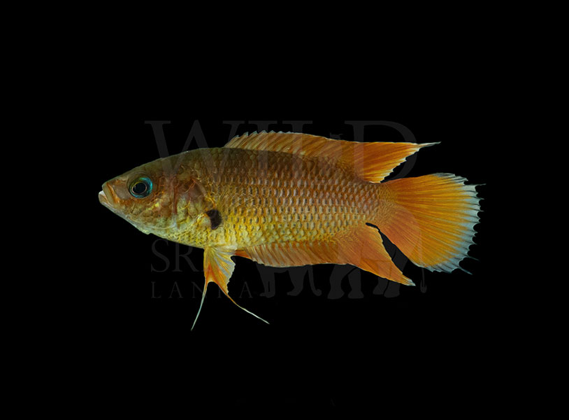 Belontia signata (Ceylonese combtail)